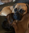 Katie (**Bonded with Kirby**)