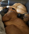 Katie (**Bonded with Kirby**)