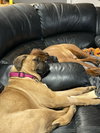 Katie (**Bonded with Kirby**)