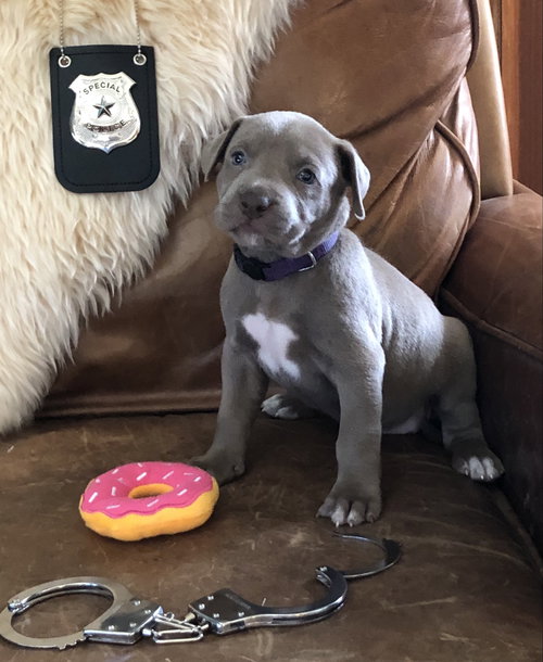 Ziva (Morris)