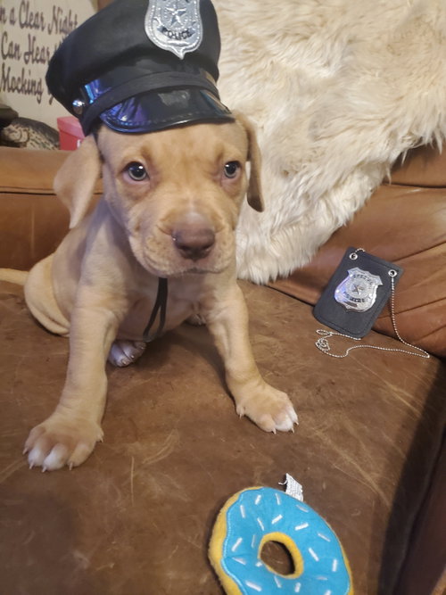 Columbo (Bauer-Ward)