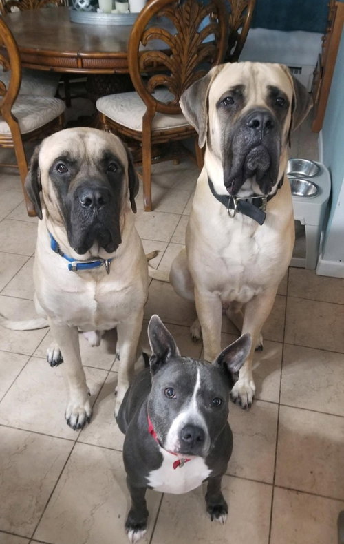 Max  (dog on the left)