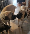 Max  (dog on the left)