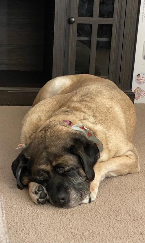 Suki Bella