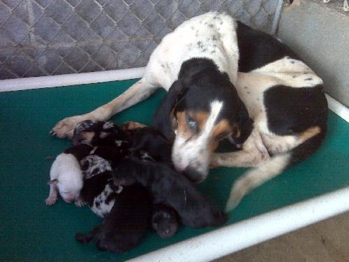 Puppies!!