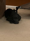Cooper