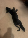 Cooper