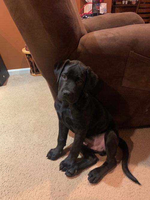 Cooper