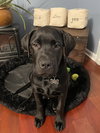 Cooper