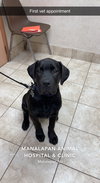 Cooper