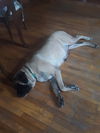 Macy