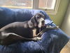 Fern (Bonded with Socks)