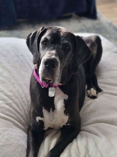 Fern (Bonded with Socks)