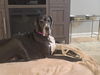Fern (Bonded with Socks)