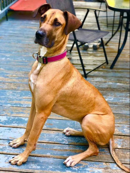 Addie