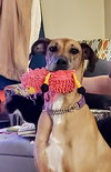 Addie