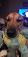 Addie