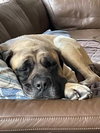 Rosie