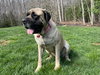 Rosie