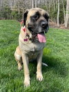 Rosie