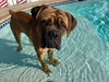 Hooch