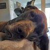 Daphne