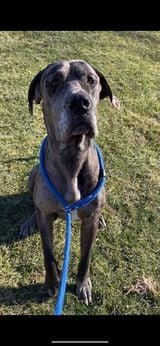 Ruger