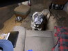 Nigel