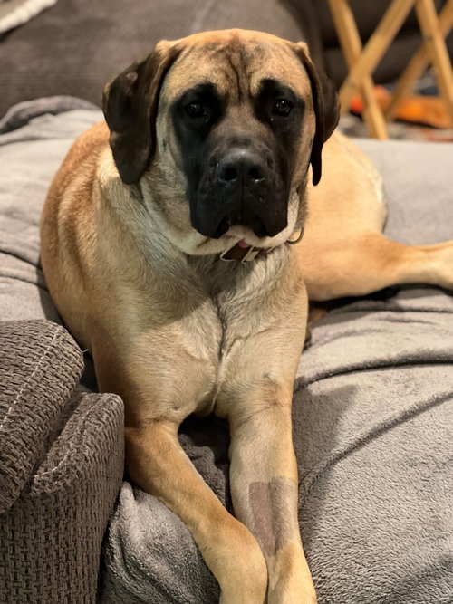 Lucy