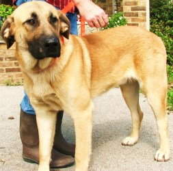 Scooby