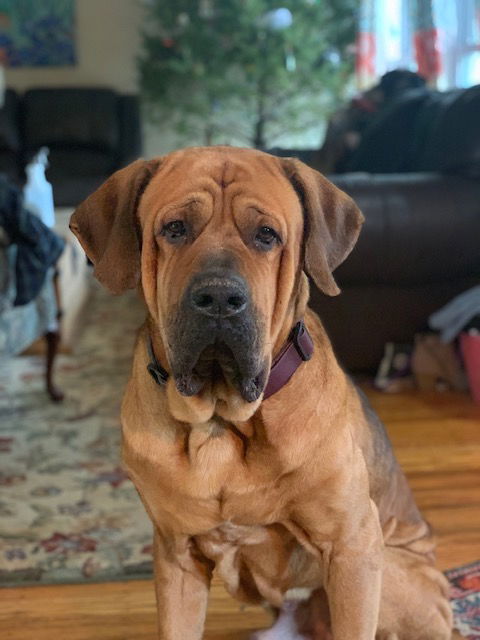 Carolina 2024 mastiff rescue