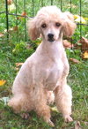 Charley