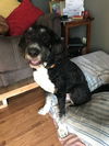 Bailey