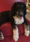 Bailey