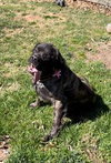 Duchess