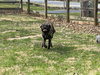 Duchess
