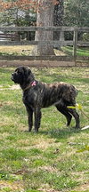 Duchess
