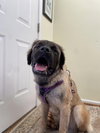 Pepper