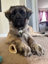 Pepper