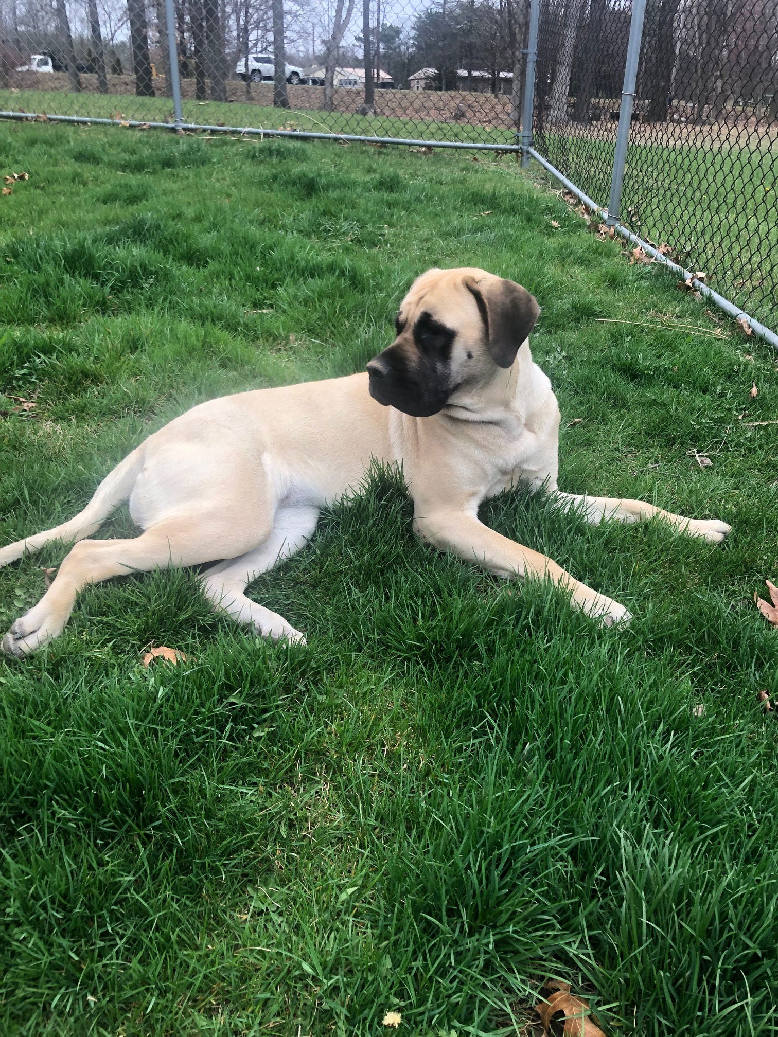 6 month old store mastiff