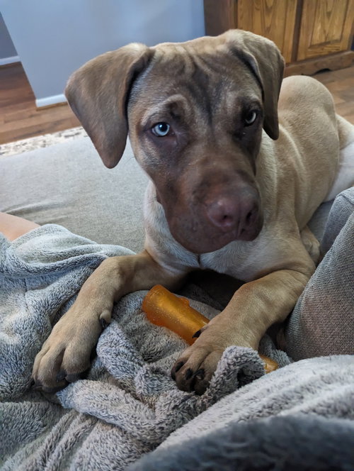 Riggs