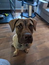 Riggs