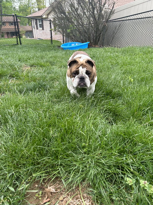 Lola