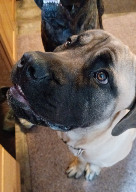 Bonk aka Indiana Jones