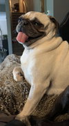 Penny