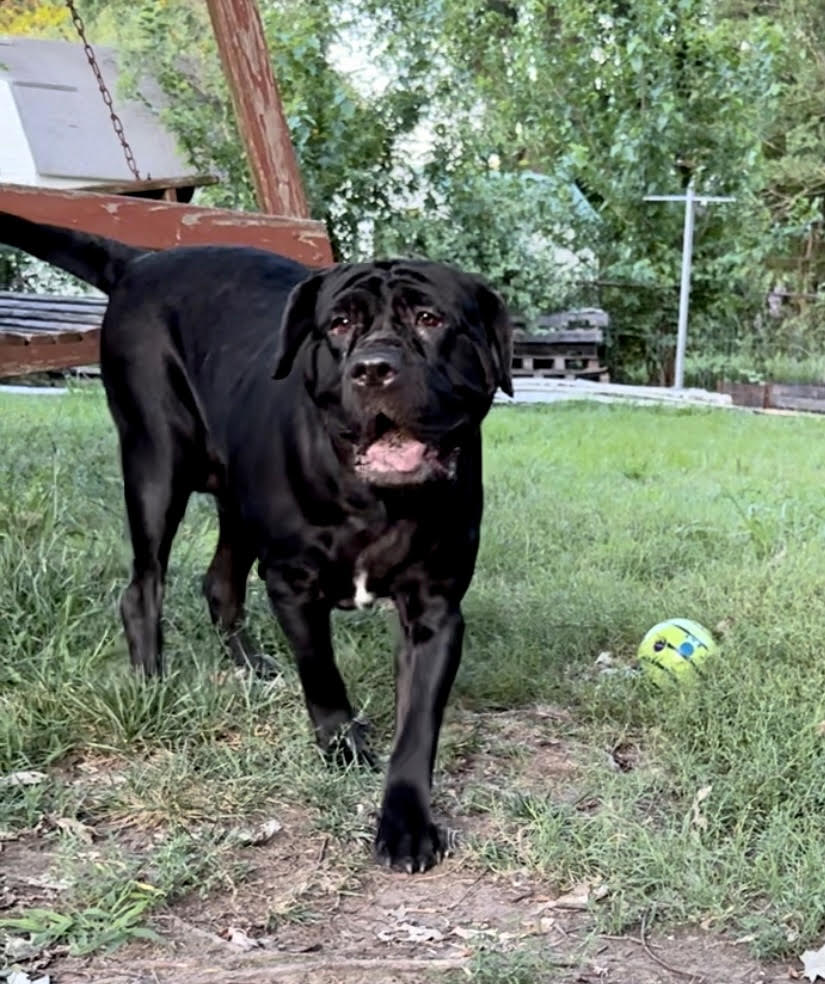 All black hot sale english mastiff