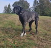 Zoey