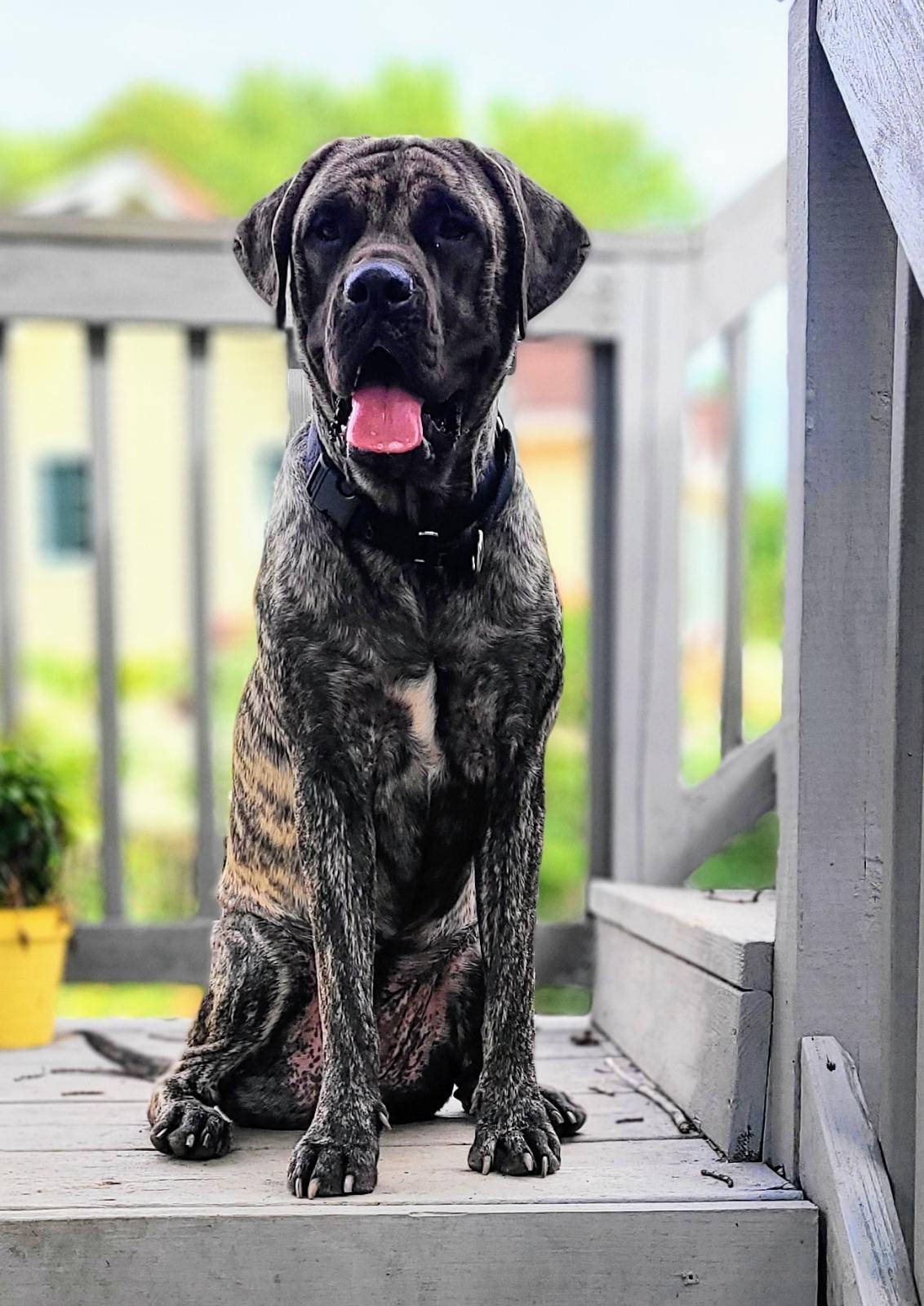 English mastiff brindle store female