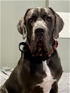 adoptable Dog in , MD named Oliver Twist