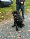 Jed